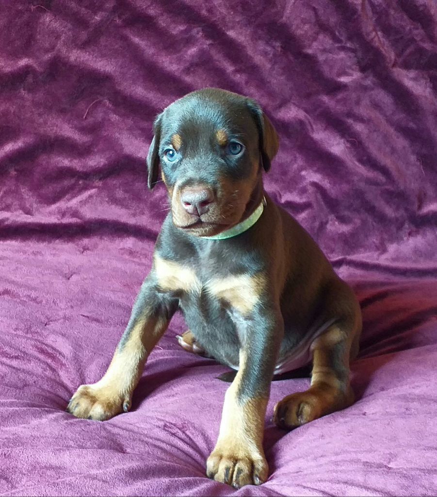 Du Domaine Digne De Victoire - Dobermann - Portée née le 25/04/2023